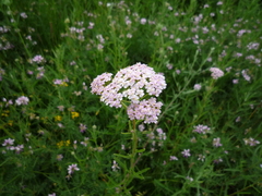 Achillea inundata