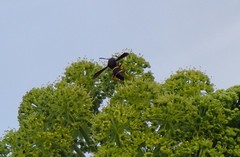 Ancistrocerus spinolae