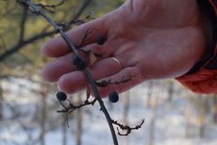 Cotoneaster melanocarpus