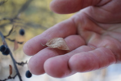 Cotoneaster melanocarpus