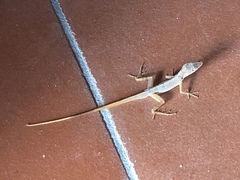 Anolis schwartzi