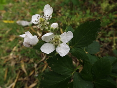 Rubus humistratus