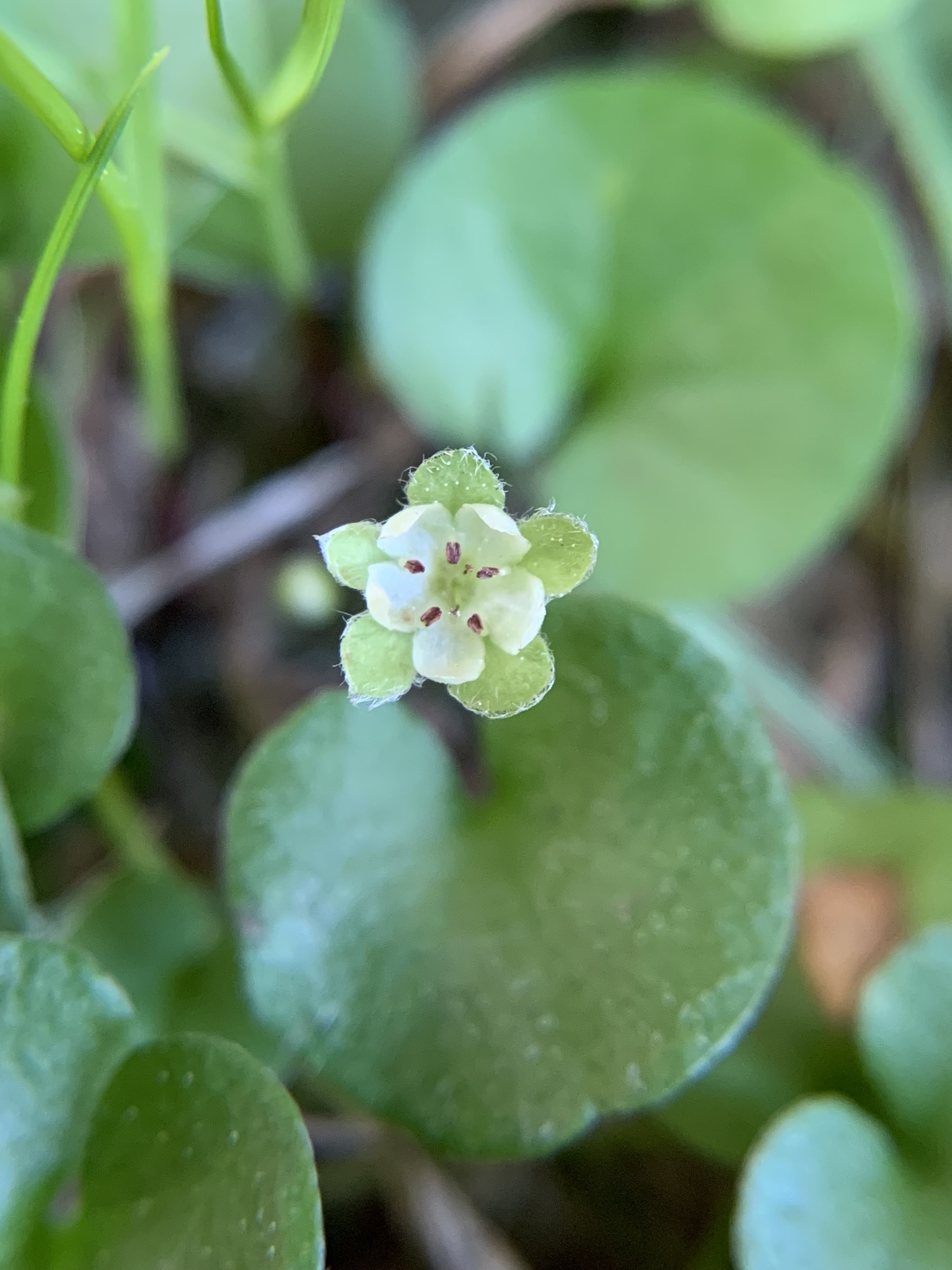 Dichondra carolinensis