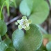 Carolina Ponysfoot - Photo (c) Eric Blomberg, some rights reserved (CC BY-NC-ND), uploaded by Eric Blomberg