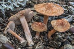 Inocybe godeyi