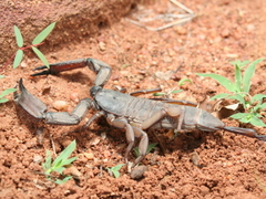 Hadogenes troglodytes