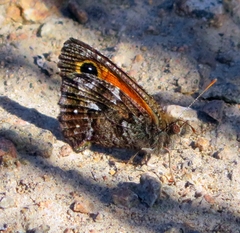 Auca coctei nycteropus