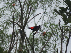 Ramphocelus flammigerus