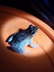 Leptodactylus petersii