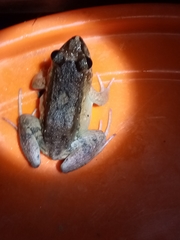 Leptodactylus petersii