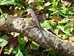 Urostrophus vautieri