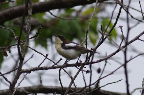 iNaturalist image