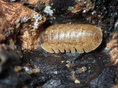 Armadillidium sordidum