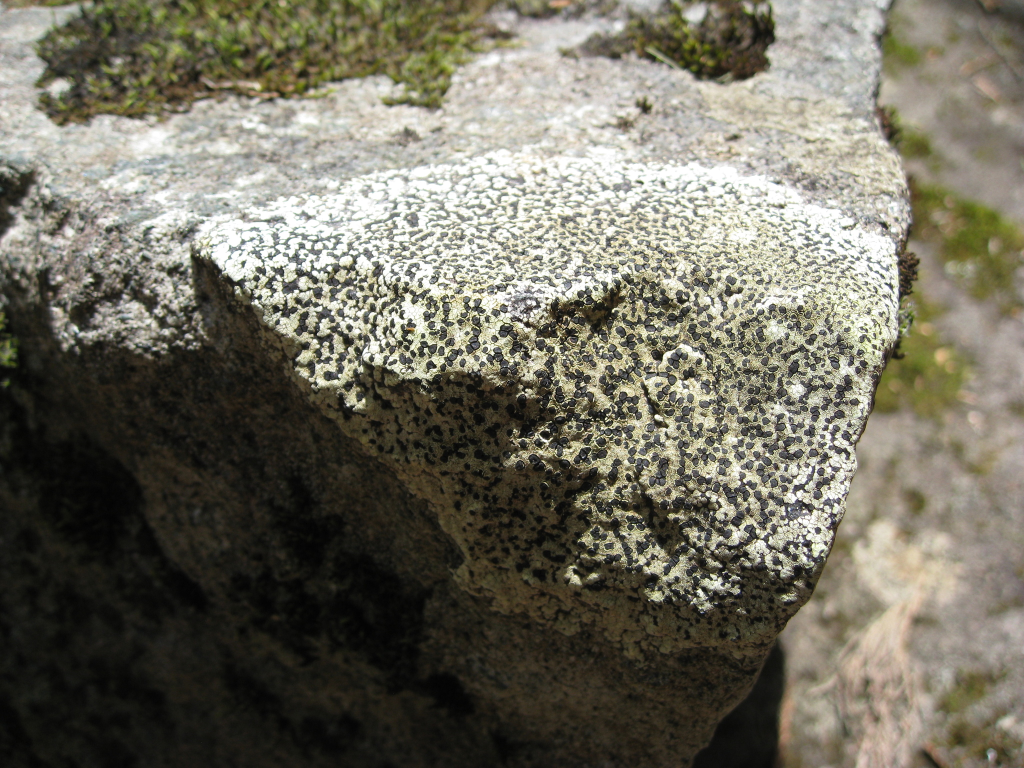 Rhizocarpon geographicum image
