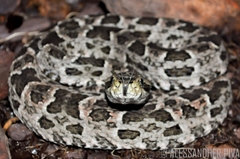 Bothrops mattogrossensis