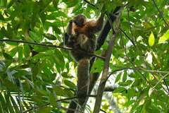 Pithecia chrysocephala