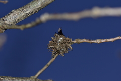 Andricus caputmedusae