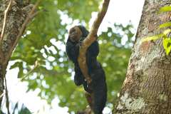 Pithecia chrysocephala