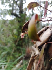 Lepanthes dunstervilleorum