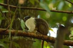 Saguinus bicolor