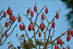 Pseudobombax munguba