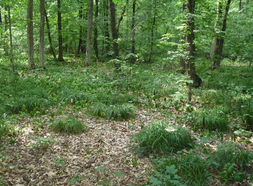 Carex brevicollis (Carex brevicollis)