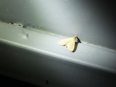 Tabidia