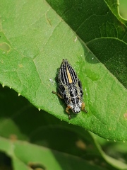Ptyelus grossus