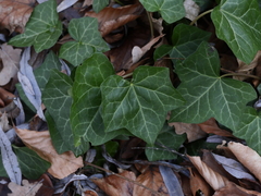 Hedera helix