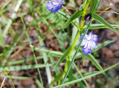 Rotheca louwalbertsii