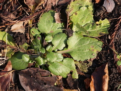 Magnoliopsida