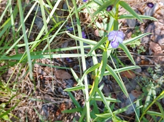 Rotheca louwalbertsii