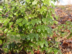 Berberis aquifolium