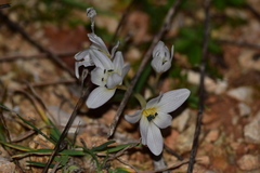 Colchicum hungaricum
