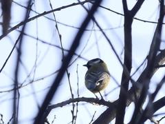 Parus major