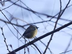 Parus major