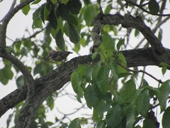 Melanerpes rubricapillus