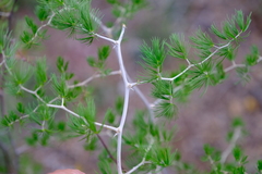 Asparagus retrofractus