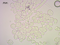 Botrytis