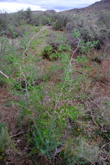 Asparagus retrofractus