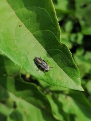 Ptyelus grossus