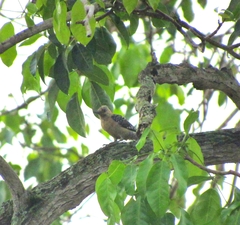 Melanerpes rubricapillus