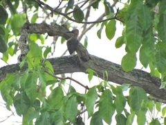 Melanerpes rubricapillus