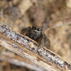 Euophrys