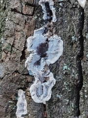 Chondrostereum purpureum