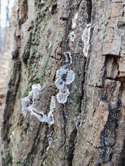 Chondrostereum purpureum