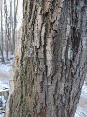 Chondrostereum purpureum