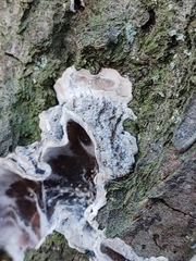 Chondrostereum purpureum