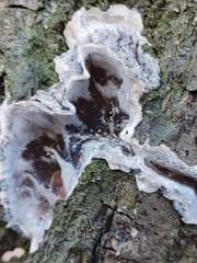 Chondrostereum purpureum