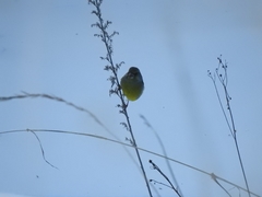 Chloris chloris